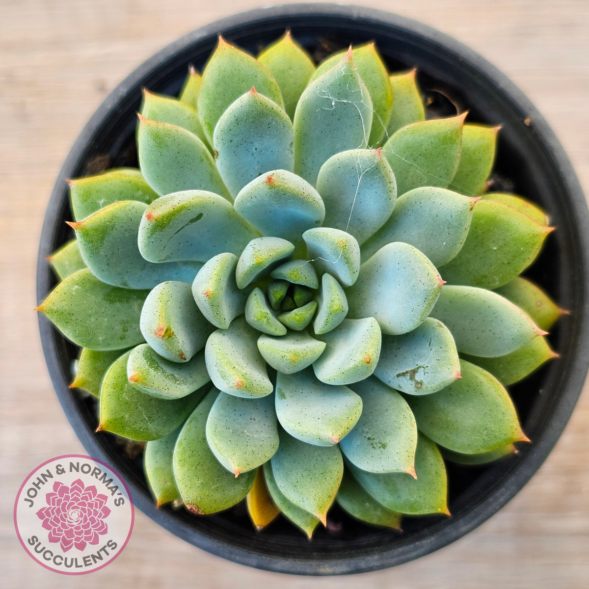 Echeveria 'Gusto'