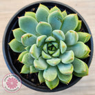 Echeveria 'Gusto'