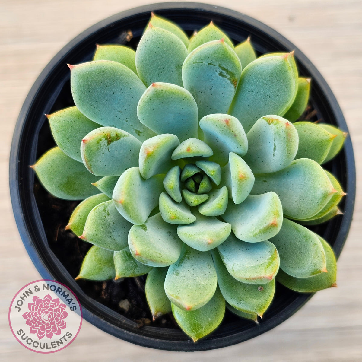 Echeveria 'Gusto'