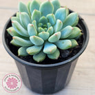 Echeveria 'Gusto'