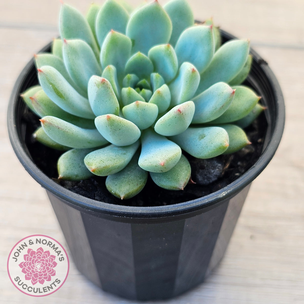 Echeveria 'Gusto'