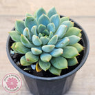 Echeveria 'Gusto'