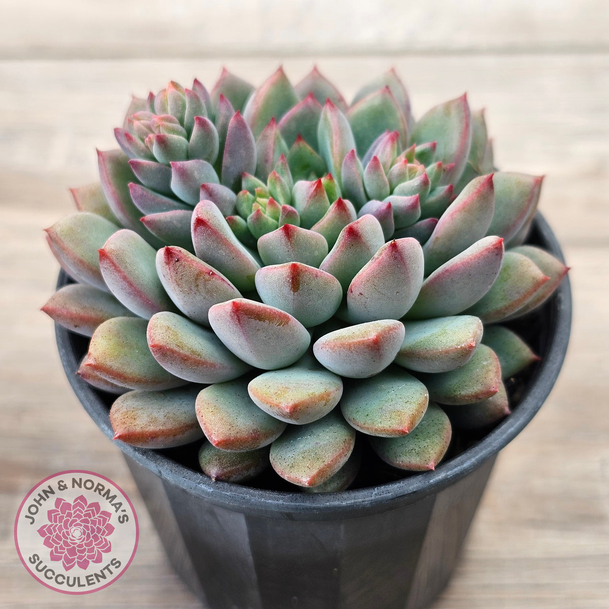 Echeveria 'Gusto'