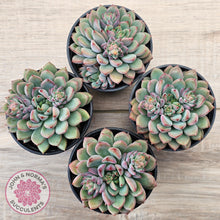 Load image into Gallery viewer, Echeveria &#39;Gusto&#39;
