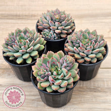 Load image into Gallery viewer, Echeveria &#39;Gusto&#39;
