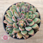 Echeveria 'Gusto'