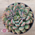 Echeveria 'Gusto'