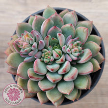 Load image into Gallery viewer, Echeveria &#39;Gusto&#39;

