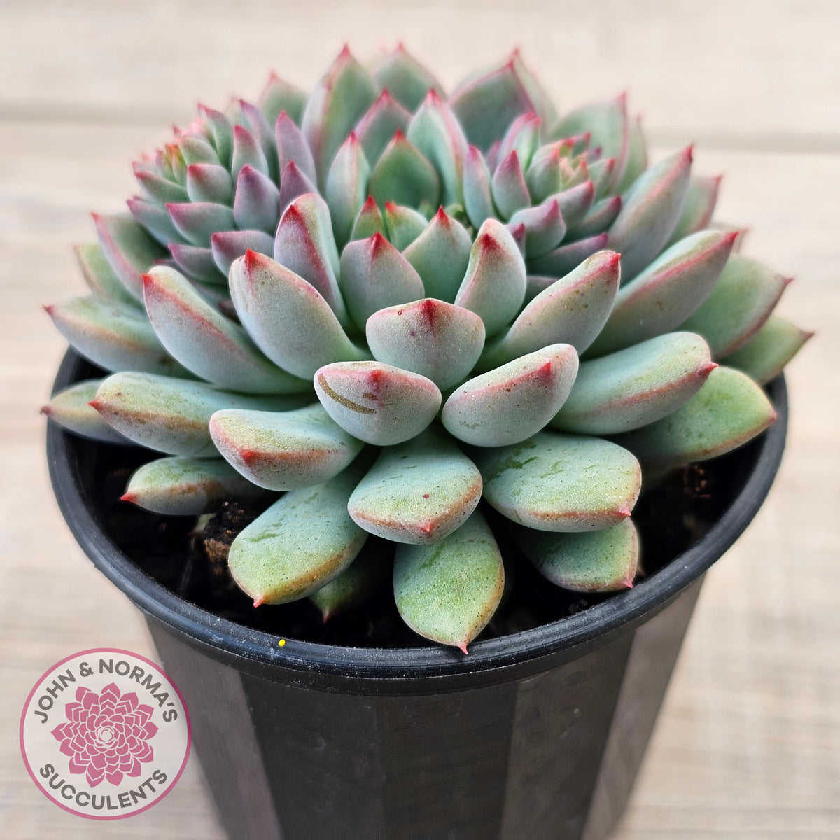 Echeveria 'Gusto'