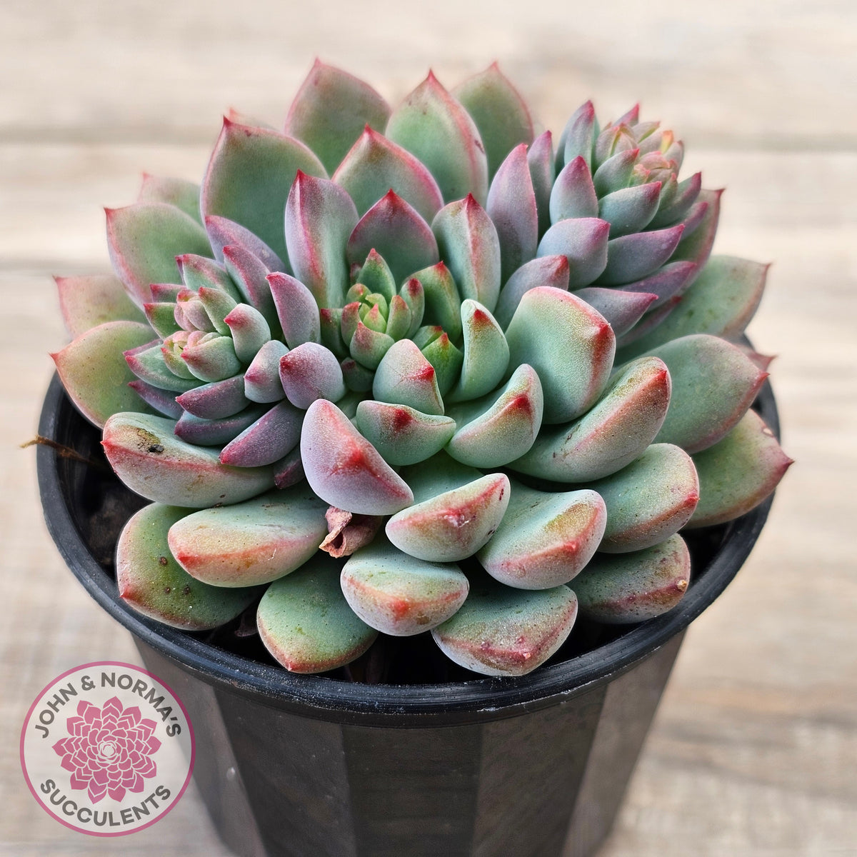 Echeveria 'Gusto'