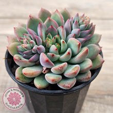 Load image into Gallery viewer, Echeveria &#39;Gusto&#39;
