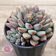 Load image into Gallery viewer, Echeveria &#39;Gusto&#39;
