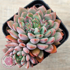 Echeveria 'Gusto'