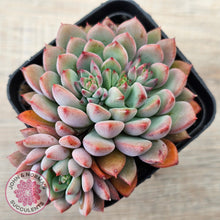 Load image into Gallery viewer, Echeveria &#39;Gusto&#39;
