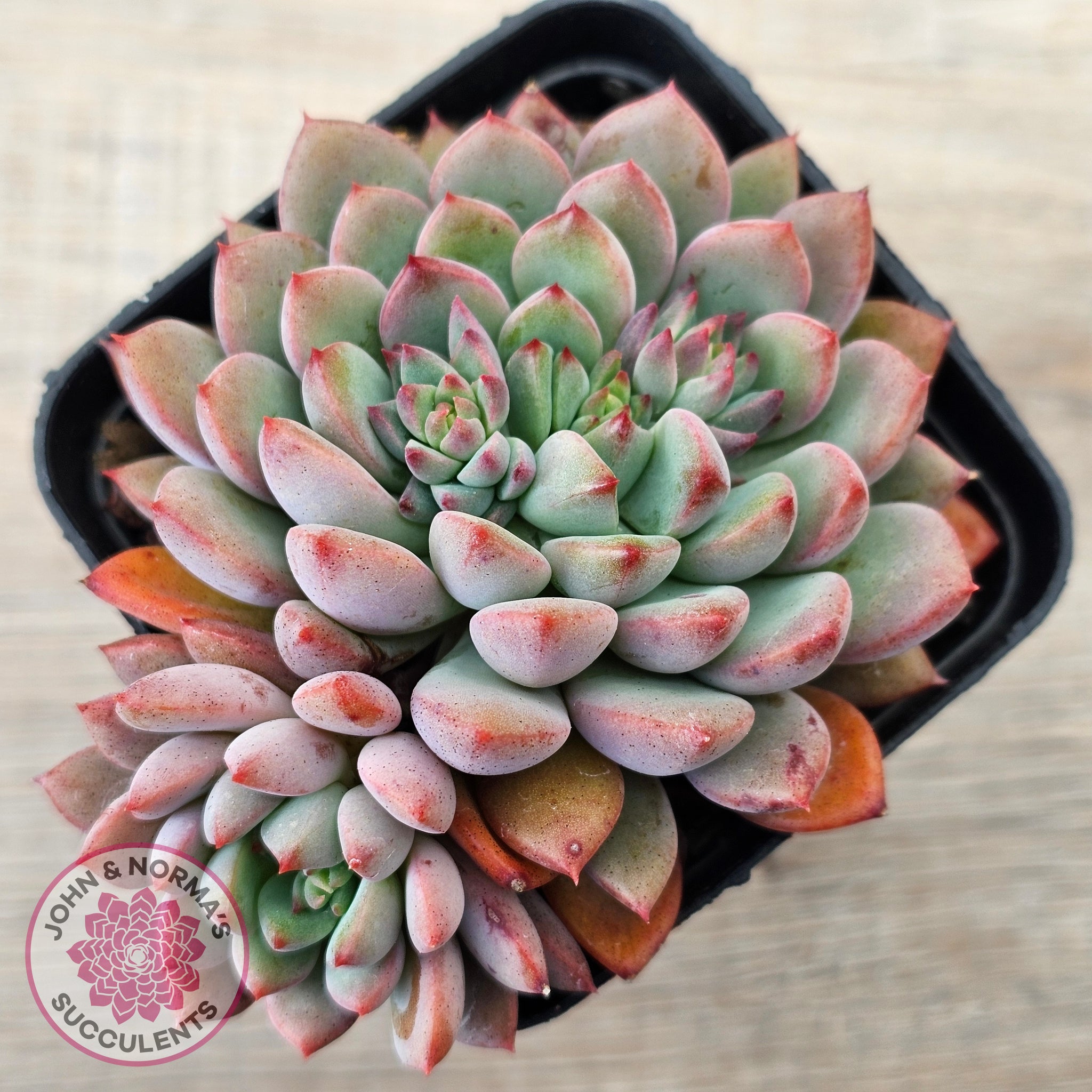Buy Echeveria 'Gusto' Australia | Quality Succulent Plant  John & Norma's  Succulents Australia