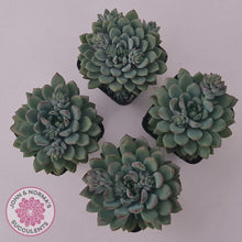 Load image into Gallery viewer, Echeveria &#39;Gusto&#39; - John &amp; Norma&#39;s Succulents Australia
