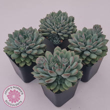 Load image into Gallery viewer, Echeveria &#39;Gusto&#39; - John &amp; Norma&#39;s Succulents Australia
