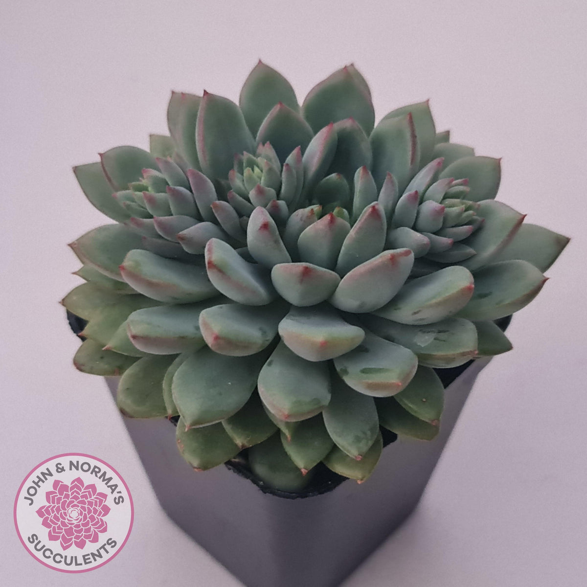 Echeveria 'Gusto'
