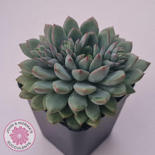 Load image into Gallery viewer, Echeveria &#39;Gusto&#39; - John &amp; Norma&#39;s Succulents Australia
