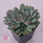 Echeveria 'Gusto'