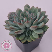 Load image into Gallery viewer, Echeveria &#39;Gusto&#39; - John &amp; Norma&#39;s Succulents Australia
