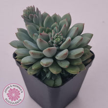 Load image into Gallery viewer, Echeveria &#39;Gusto&#39; - John &amp; Norma&#39;s Succulents Australia
