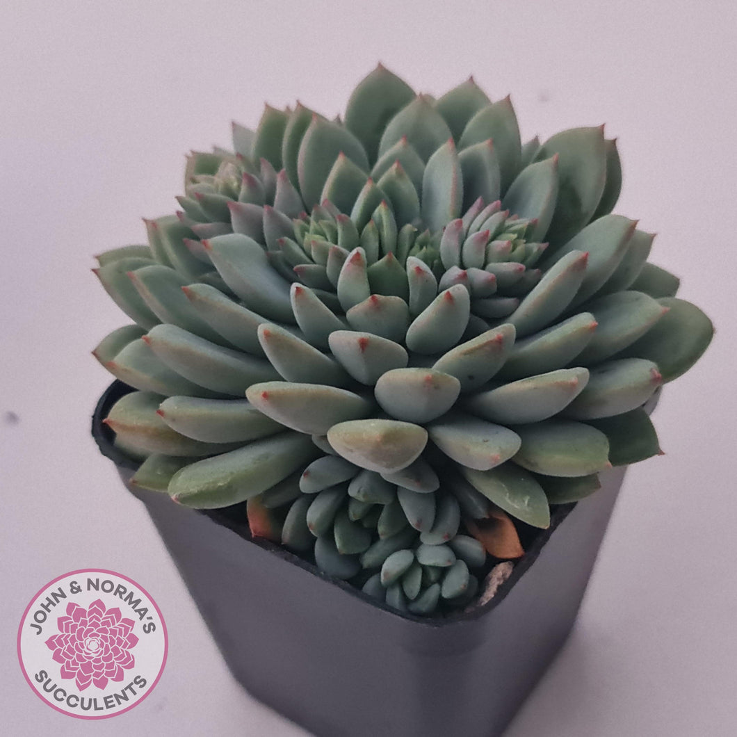 Echeveria 'Gusto' - John & Norma's Succulents Australia