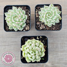Echeveria Halbingeri Variegated