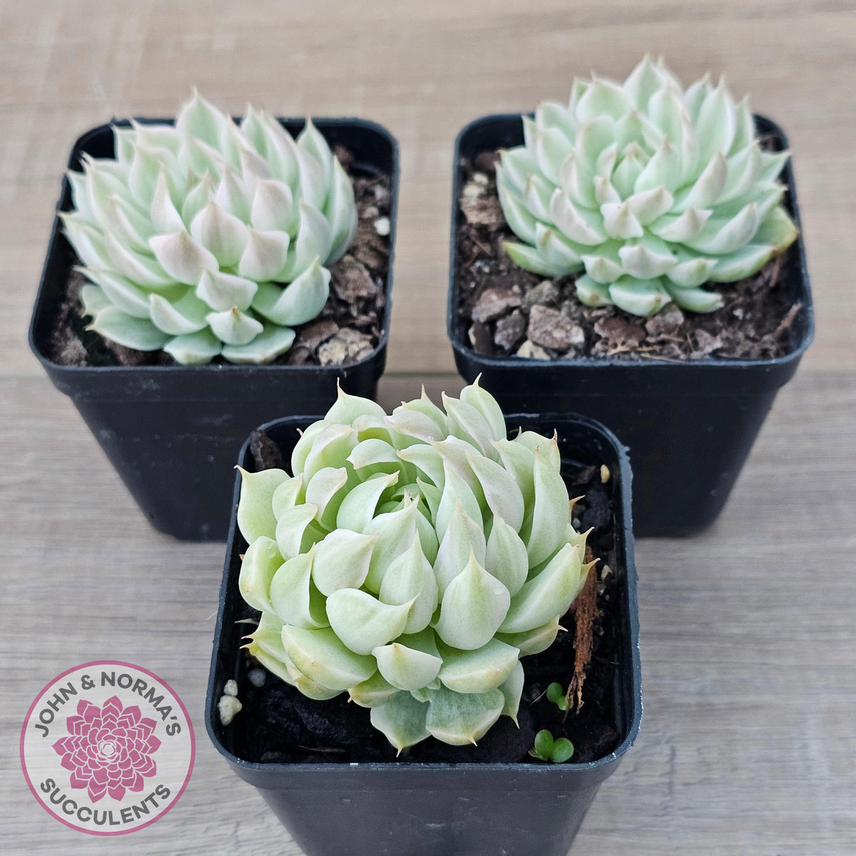 Echeveria Halbingeri Variegated