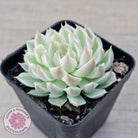 Echeveria Halbingeri Variegated