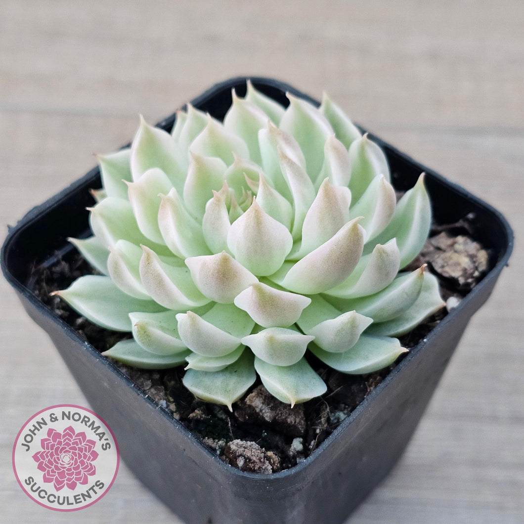 Echeveria Halbingeri Variegated - John & Norma's Succulents Australia