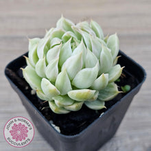 Load image into Gallery viewer, Echeveria Halbingeri Variegated - John &amp; Norma&#39;s Succulents Australia
