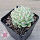 Echeveria Halbingeri Variegated
