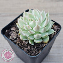 Load image into Gallery viewer, Echeveria Halbingeri Variegated - John &amp; Norma&#39;s Succulents Australia
