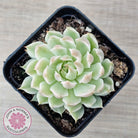 Echeveria Halbingeri Variegated