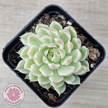 Load image into Gallery viewer, Echeveria Halbingeri Variegated - John &amp; Norma&#39;s Succulents Australia
