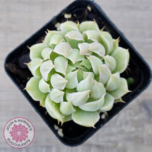 Load image into Gallery viewer, Echeveria Halbingeri Variegated - John &amp; Norma&#39;s Succulents Australia
