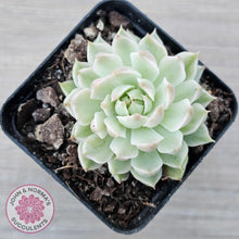 Load image into Gallery viewer, Echeveria Halbingeri Variegated - John &amp; Norma&#39;s Succulents Australia
