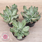 Echeveria Hanaikada Mosaic Silk Variegata