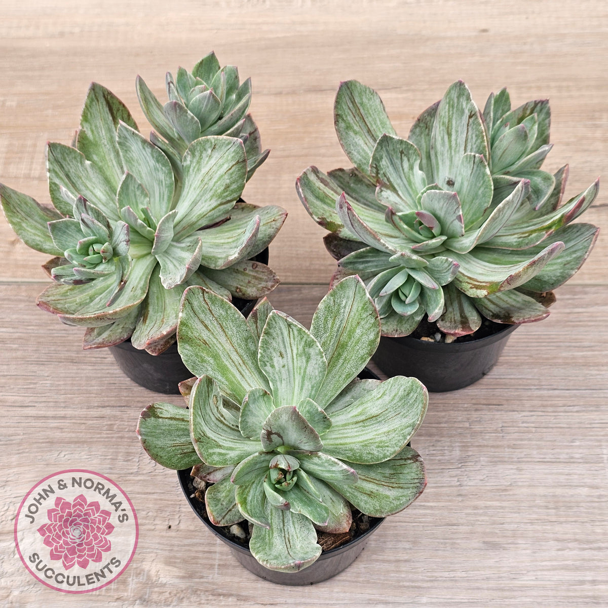 Echeveria Hanaikada Mosaic Silk Variegata