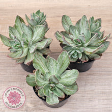 Load image into Gallery viewer, Echeveria Hanaikada Mosaic Silk Variegata
