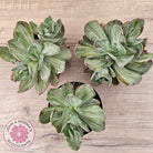 Echeveria Hanaikada Mosaic Silk Variegata