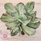 Echeveria Hanaikada Mosaic Silk Variegata