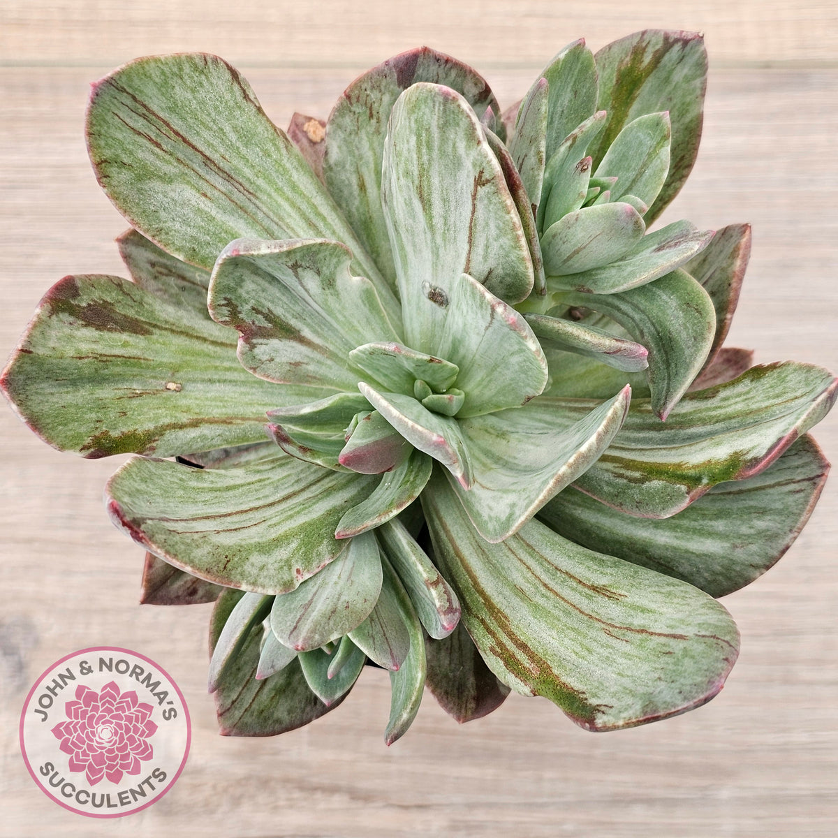 Echeveria Hanaikada Mosaic Silk Variegata