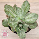 Echeveria Hanaikada Mosaic Silk Variegata