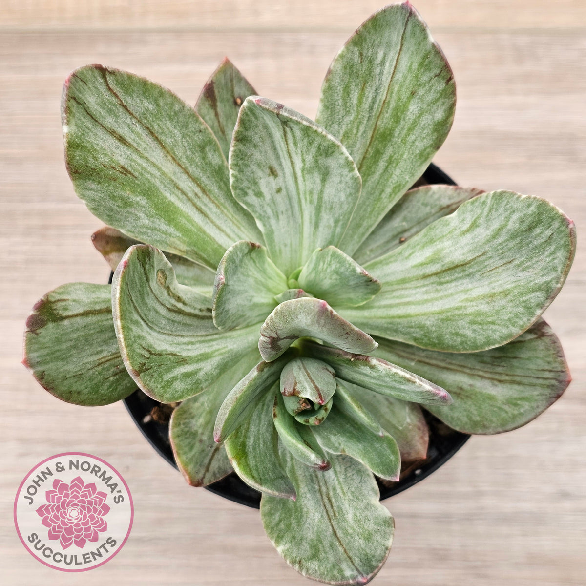 Echeveria Hanaikada Mosaic Silk Variegata