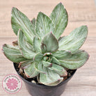 Echeveria Hanaikada Mosaic Silk Variegata