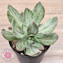 Load image into Gallery viewer, Echeveria Hanaikada Mosaic Silk Variegata
