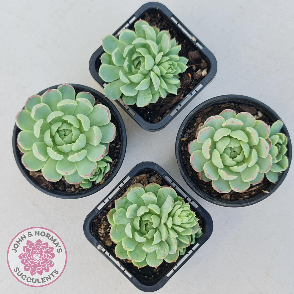Echeveria 'Heart Beat'