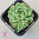 Echeveria 'Heart Beat'
